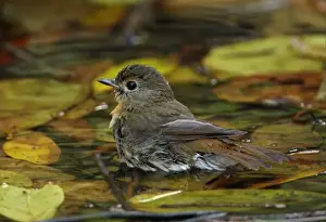 Fly Catcher Prints: Blue-throated Flycatcher (Cyornis rubeculoides) adult female