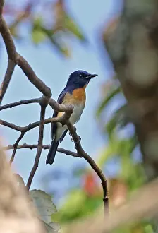 Blue-throated Flycatcher (Cyornis rubeculoides klossi) adult male, perched on twig, Dakdam Highland, Cambodia, January