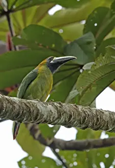 Central America Prints: Blue-throated Toucanet (Aulacorhynchus caeruleogularis) adult