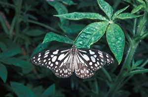 Tiger Prints: Blue Tiger Butterfly Danaus limniace