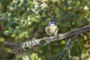 Blue Prints: Blue Tit on branch with twisted wire