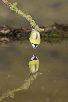 Drinking Prints: Blue Tit (Cyanistes caeruleus) adult