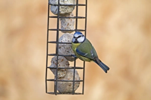 Feeder Prints: Blue Tit (Cyanistes caeruleus) adult