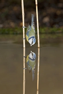 Blue Tit (Cyanistes caeruleus) adult, drinking, clinging to reed stem with reflection, Suffolk, England, January