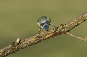 Blue Tit (Cyanistes caeruleus) adult, stripping bark from branch, West Yorkshire, England, December