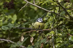 Blue Prints: Blue tit in hawthorn hedge showing how well their bright colour match the green vegitation