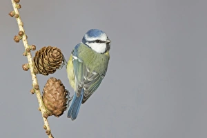 Trending: Blue Tit (Parus caeruleus) adult, perched on larch cones, Suffolk, England, February