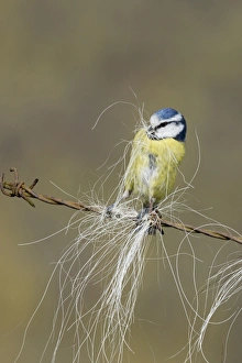 Blue Tit (Parus caeruleus) adult, collecting horse hair for nesting material, perched on barbed wire, Suffolk, England