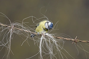 Blue Tit (Parus caeruleus) adult, collecting horse hair for nesting material, perched on barbed wire, Suffolk, England