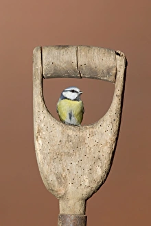 Blue Tit (Parus caeruleus) adult, perched on garden spade handle, Suffolk, England, December