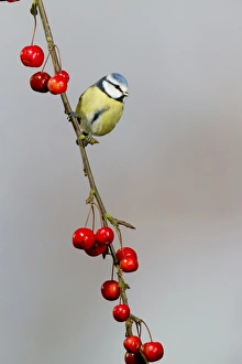 Blue Tit (Parus caeruleus) adult, perched on crabapple branch with fruit, Suffolk, England, January
