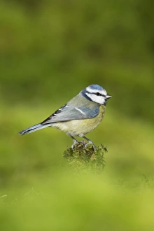 Blue Tit (Parus caeruleus) adult, perched on mossy stump, Suffolk, England, January