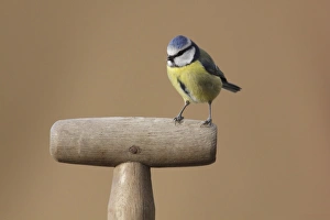 Blue Tit (Parus caeruleus) adult, perched on fork handle, West Yorkshire, England, February