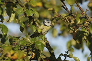 Blue Tit (Parus caeruleus) adult, perched on Wild Crabapple (Malus sylvestris) twig, West Yorkshire, England, October