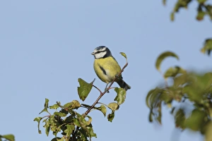 Blue Tit (Parus caeruleus) adult, perched on Wild Crabapple (Malus sylvestris) twig, West Yorkshire, England, October