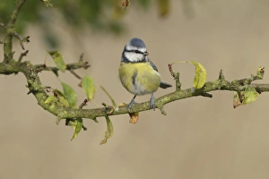 Blue Tit (Parus caeruleus) adult, perched on Wild Crabapple (Malus sylvestris) twig, West Yorkshire, England, October