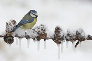Christmas Prints: Blue Tit (Parus caeruleus) adult