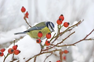Blue Tit (Parus caeruleus) adult, drinking from snow, perched on wild rose with hips, in snow covered garden hedge