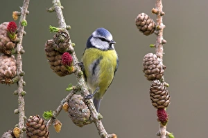 Blue Tit (Parus caeruleus) adult, perched on larch twig with flowers and cones, in garden, Berwickshire, Scotland, spring