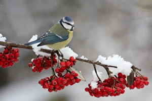 Blue Tit (Parus caeruleus) adult, perched on cotoneaster bush with berries in snow, Leicestershire, England, january