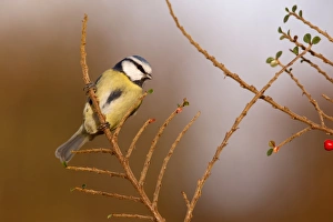 Blue Tit (Parus caeruleus) adult, perched on cotoneaster in garden, Midlands, England, december