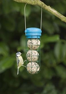 Blue Tit (Parus caeruleus) adult, feeding at fat ball feeder in garden, Norfolk, England, september