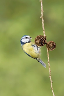 Blue Tit (Parus caeruleus) adult, foraging on European Larch (Larix decidua) cones, Suffolk, England, september