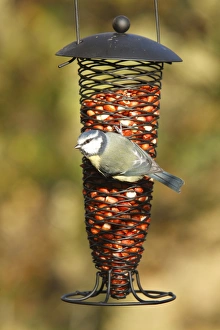 Blue Tit (Parus caeruleus) adult, feeding on peanuts at hanging feeder, Powys, Wales, november