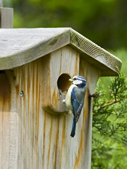Blue Tit (Parus caeruleus) adult, with food in beak, at nestbox in garden, Kent, England, summer