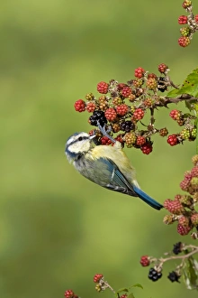 Blue Tit (Parus caeruleus) adult, foraging on Bramble (Rubus fruticosus) berries, Suffolk, England, september