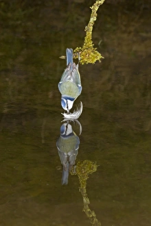Blue Tit (Parus caeruleus) adult, collecting feather from surface of water, hanging over pool with reflection, Suffolk, England, april