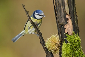 Blue Tit (Parus caeruleus) adult, perched on branch in woodland, Yorkshire, England, autumn