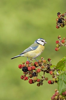 Blue Tit (Parus caeruleus) adult, perched on Bramble (Rubus fruticosus) berries, Suffolk, England, september