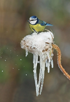 Christmas Prints: Blue Tit (Parus caeruleus) adult