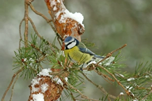 Blue Tit (Parus caeruleus) adult, perched on snow covered pine twig, Abernethy National Nature Reserve, Cairngorms N. P. Highlands, Scotland, april