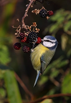 Blue Tit (Parus caeruleus) adult, feeding, hanging from Bramble (Rubus fruticosus) berries, Norfolk, England, november