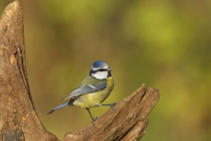 Blue Tit (Parus caeruleus) adult, perched on stump, Lea Valley Country Park, Hertfordshire, England