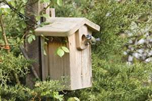 Blue Tit (Parus caeruleus) adult, at nestbox entrance in garden, Kent, England, spring