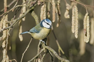 Blue Tit (Parus caeruleus) adult, perched on Common Hazel (Corylus avellana) twig with catkins, North Downs, Kent, England, march