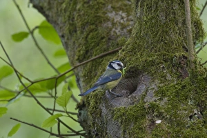 Blue Tit (Parus caeruleus) adult, with caterpillar in beak, at nesthole entrance in tree trunk, Ferry Wood, The Broads N. P. Norfolk, England, may
