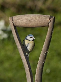 Blue Tit (Parus caeruleus) adult, perched on wooden spade handle, Whitewell, Lancashire, England, february