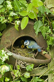 Blue Tit (Parus caeruleus) adult, feeding European Robin (Erithacus rubecula) chicks at nest