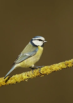 Blue Tit (Parus caeruleus) adult, perched on lichen covered twig, Shropshire, England, December