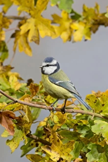 Blue Tit (Parus caeruleus) adult, perched on Field Maple (Acer campestre) twig amongst leaves in autumn colour