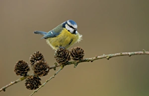 Blue Tit (Parus caeruleus) adult, perched on Larch (Larix sp. ) cones, Cheshire, England, March