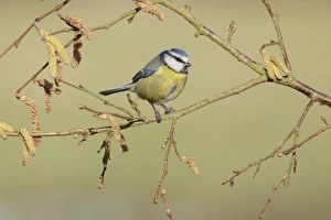 Blue Tit (Parus caeruleus) adult, with deformed foot, perched on Common Hazel (Corylus avellana) twig with catkins