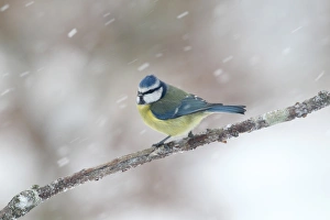Blue Tit (Parus caeruleus) adult, perched on twig during snowfall, Warwickshire, England, January