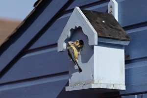 Cyanistes Prints: Blue Tit (Parus caeruleus) adult feeding chick
