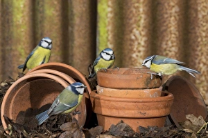 Blue Tit (Parus caeruleus) four adults, perched on flowerpots, Suffolk, England, February