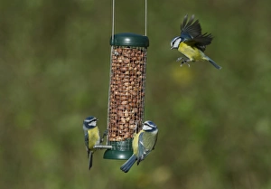 Feeder Prints: Blue Tit (Parus caeruleus) three adults
